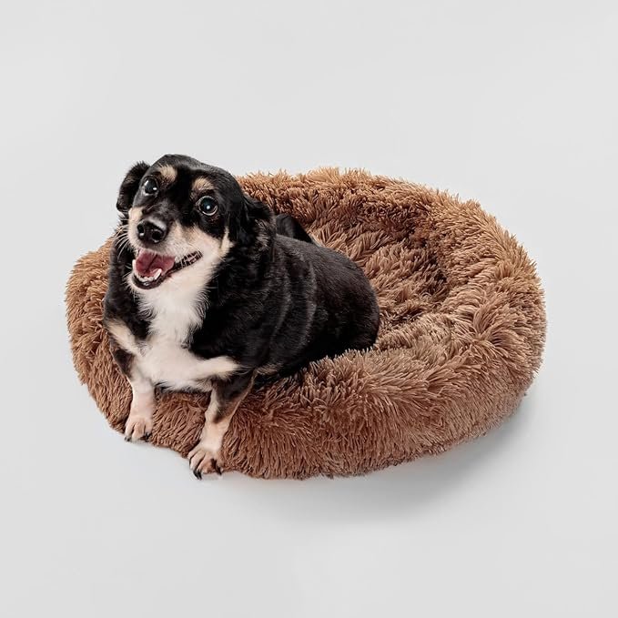 Seu cachorro te segue pela casa toda? Veja o que isso pode significar 5 Caminhas Amazon