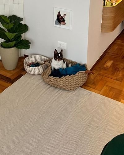 Meu Pet Produto