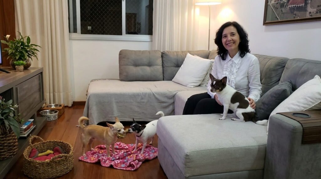 Sol,Cora e Juanito chihuahuas da família, brincando dentro do apartamento