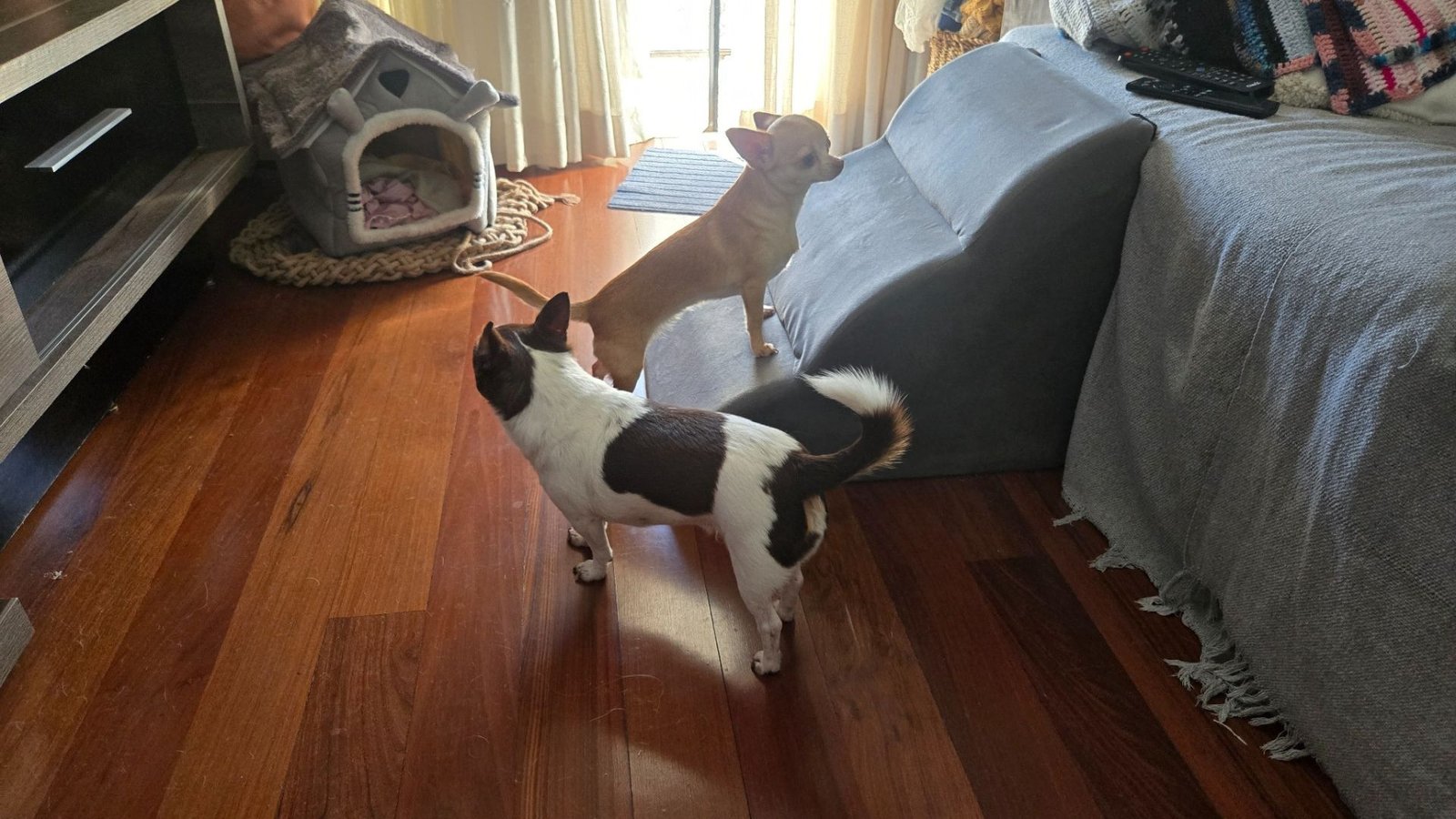 chihuahua em apartamento