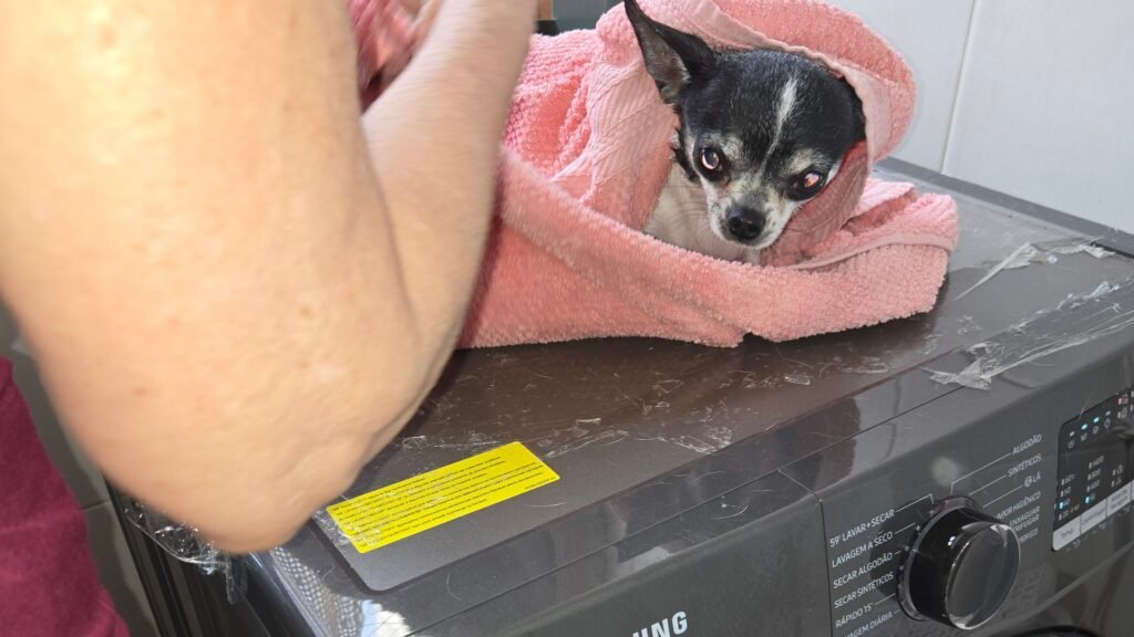 Como dar banho em cachorro pequeno em casa: nossa rotina com três chihuahuas 3 Cora Banho